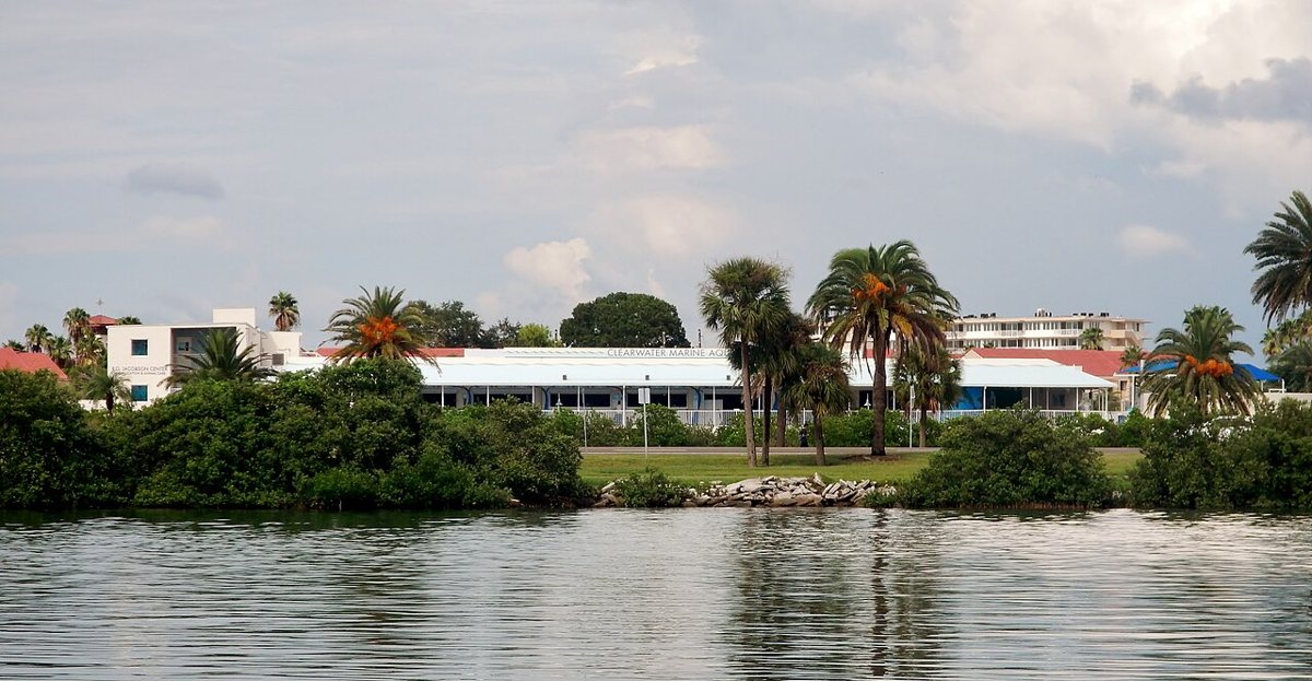 Dolphin swimming in a rehabilitation pool at Clearwater Marine Aquarium