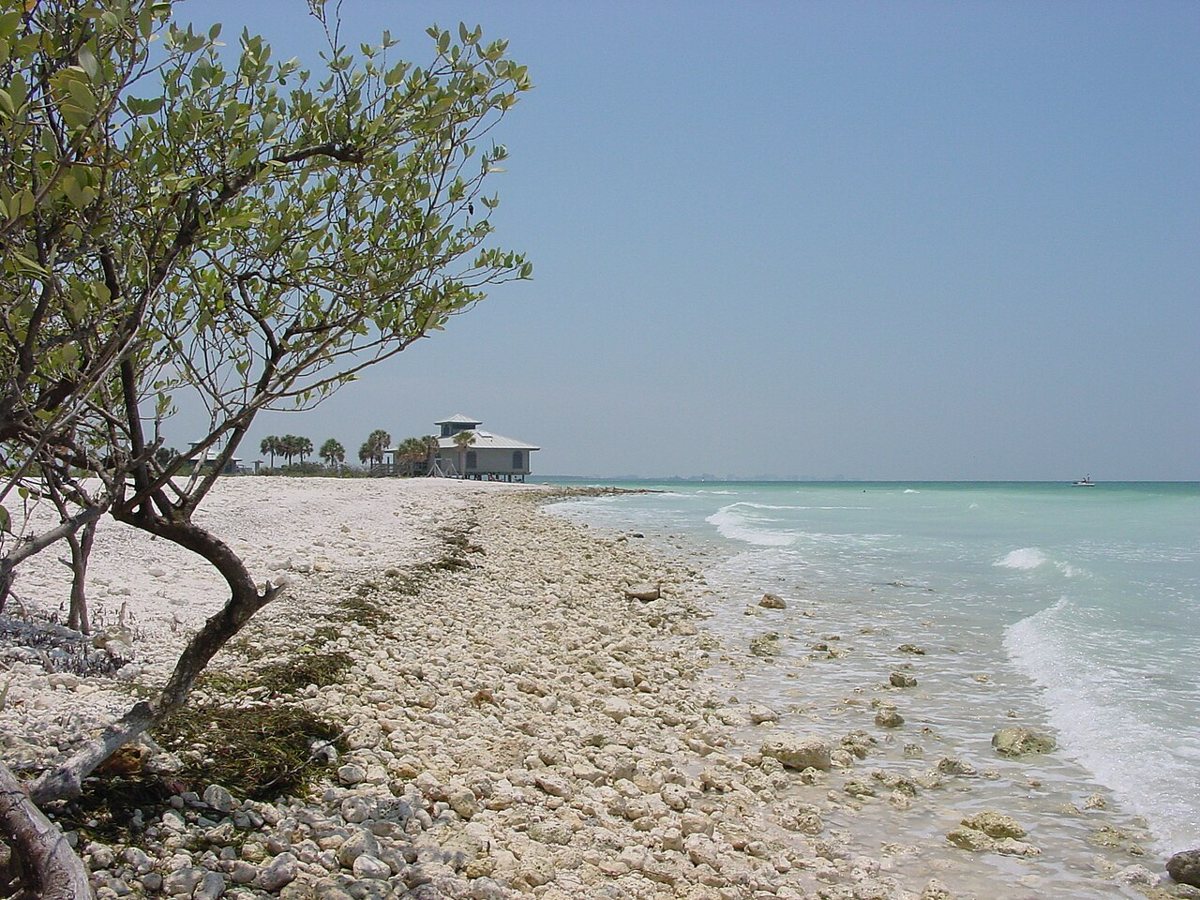 Beach and pine forest at Honeymoon Island State Park near Dunedin