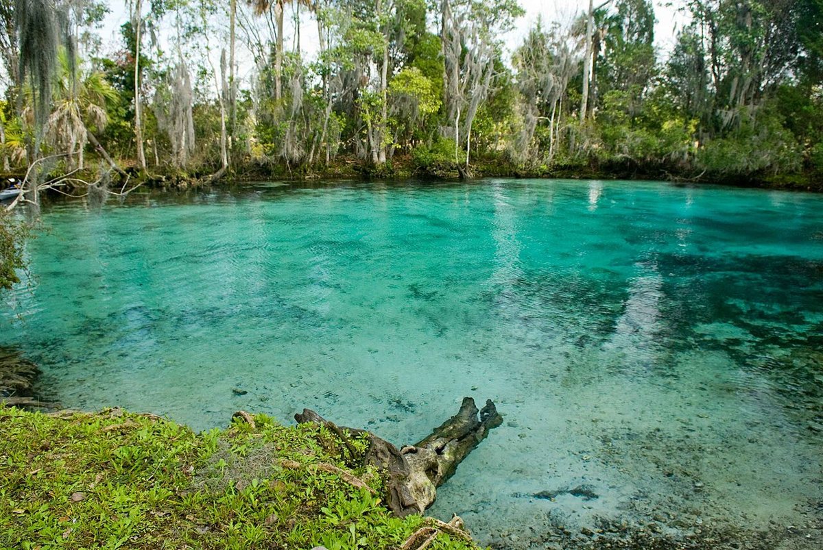 Snorkelers swimming near wild manatees in the clear spring water of Crystal River