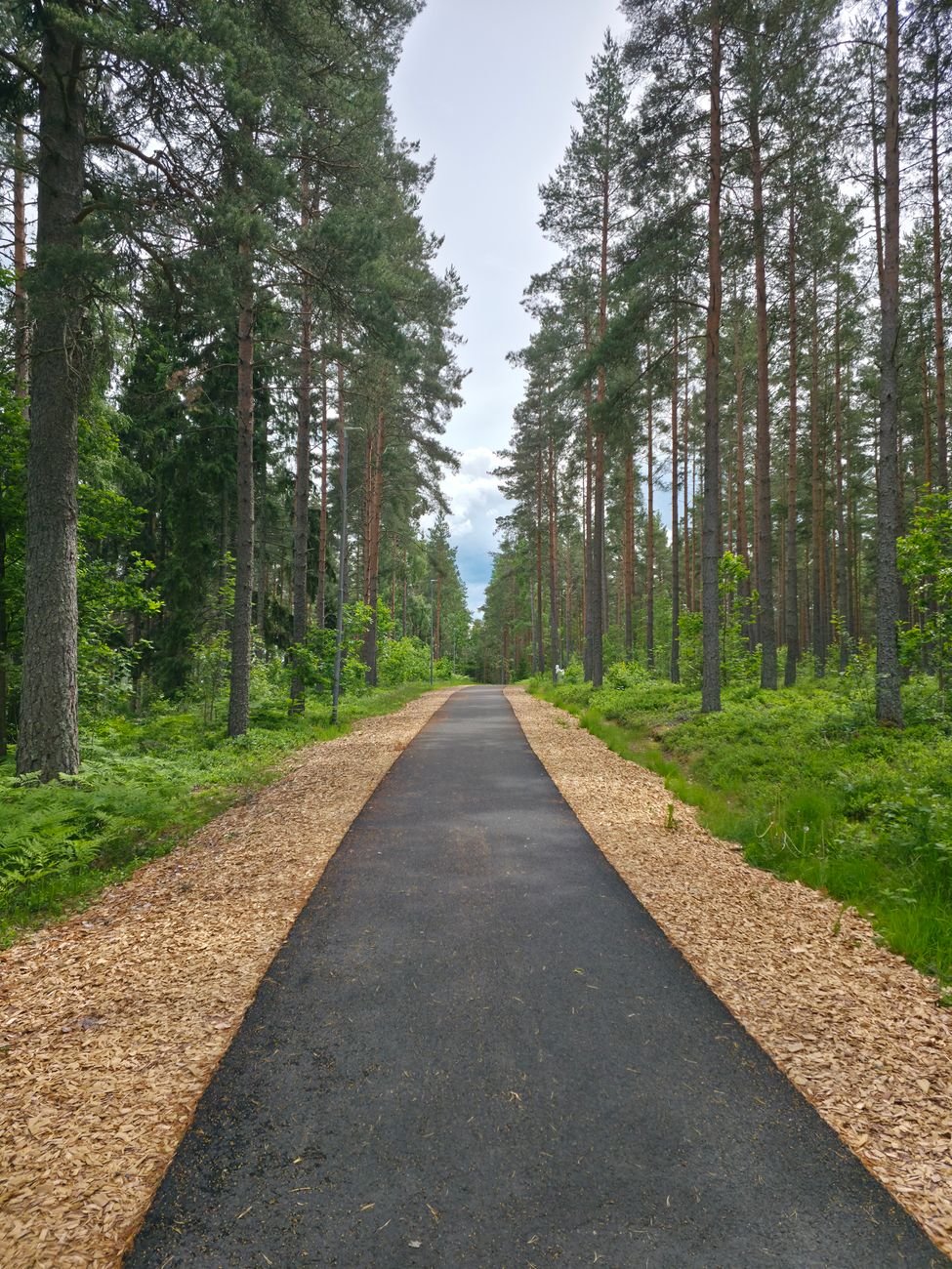 the paved trail loop through pine forest at Flatwoods Park