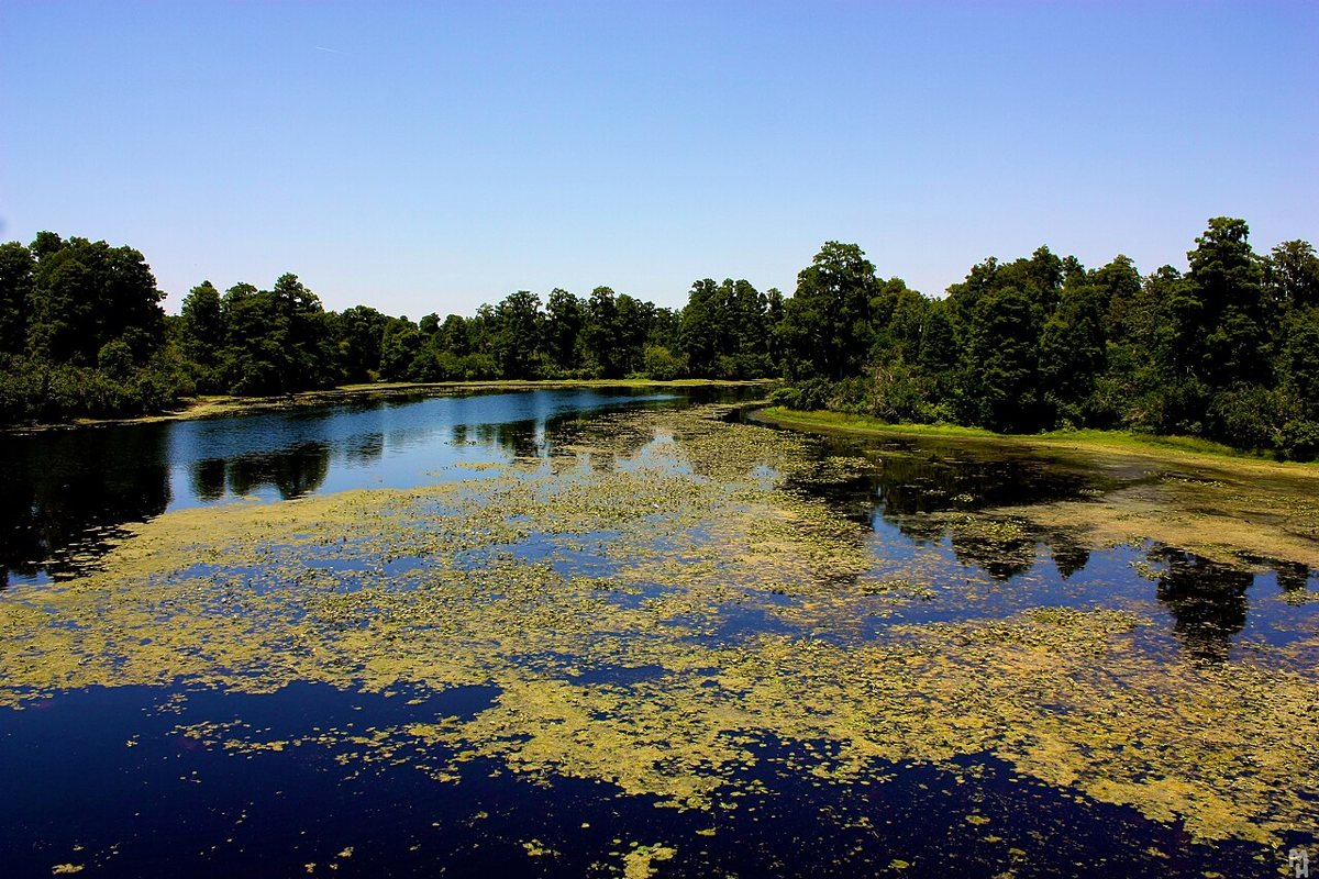 the cypress-lined water at Lettuce Lake Park