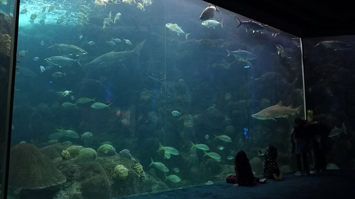 Visitors watching sharks and reef fish in the main tank at The Florida Aquarium in Tampa